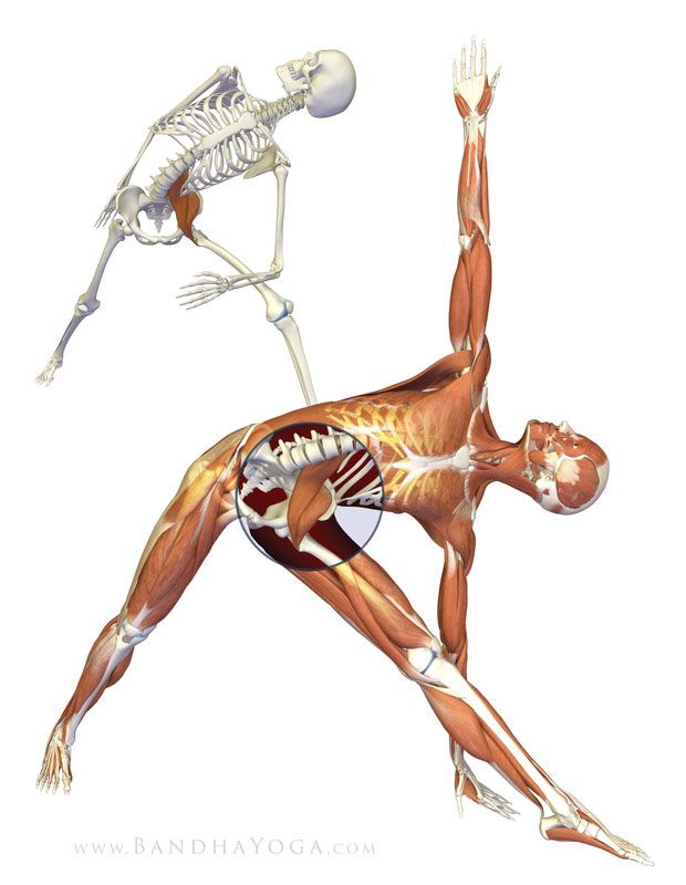 Trikonasana - Iliopsoas - This image is from Anatomy for Vinyasa Flow and Standing Poses in the Yoga Mat Companion book series.